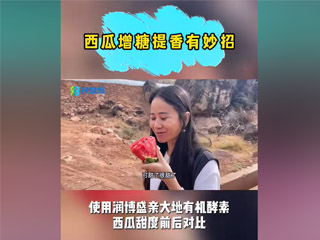 西瓜增糖提香有妙招，使用潤博盛親大地有機(jī)酵素，西瓜甜度前后對(duì)比