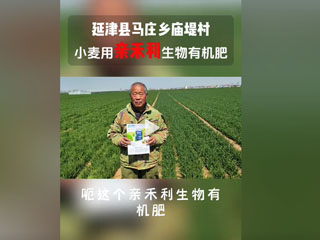小麥?zhǔn)褂糜H禾利生物有機(jī)肥，延津縣馬莊鄉(xiāng)廟堤村農(nóng)戶感言