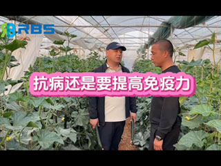 大棚黃瓜抗病還是要提高免疫力，云南元謀縣農(nóng)戶使用感言
