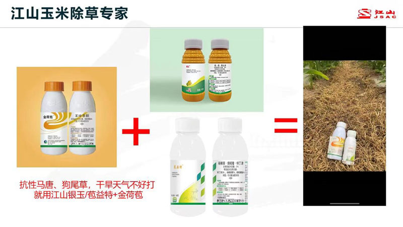 天氣干旱 玉米田超好用的除草劑方案推薦！除草干凈，不傷苗！